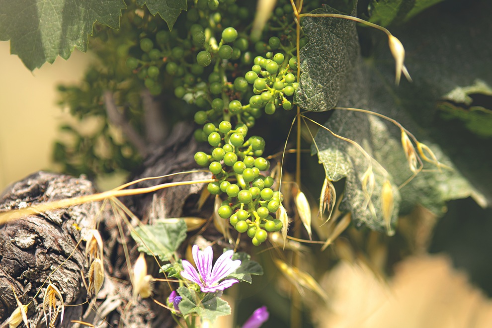 Créez votre vin – expérience vigneron d’un jour