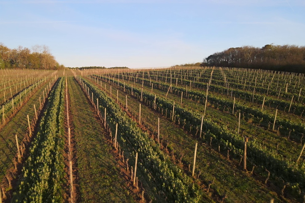 Wine & cheese tasting