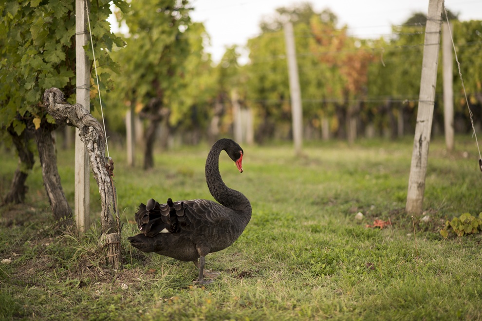 Expérience exclusive & dégustations techniques