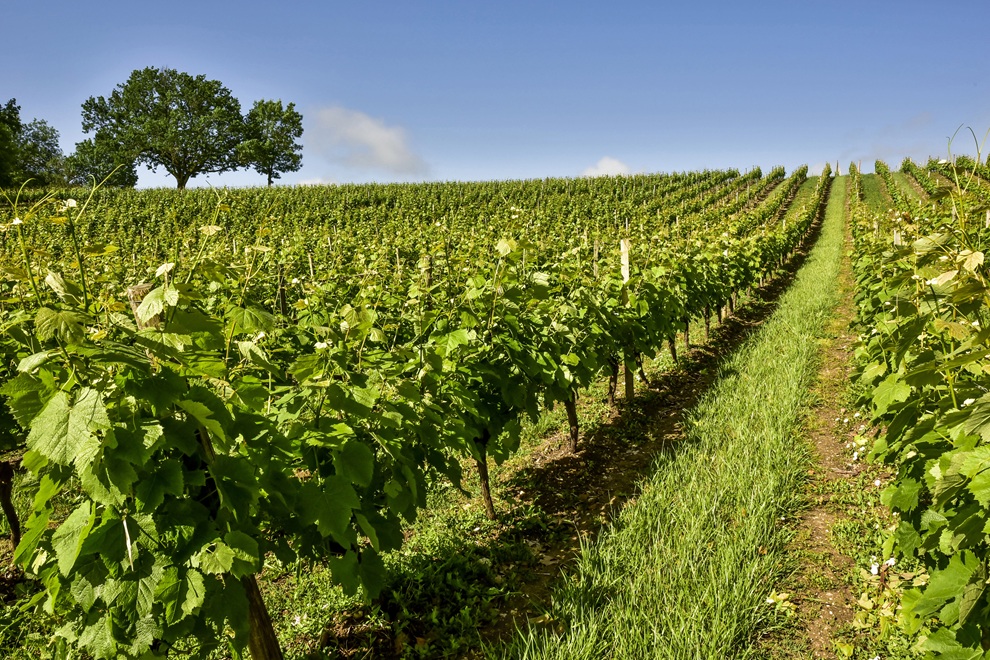 Expérience exclusive & dégustations techniques